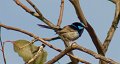 fiary wren